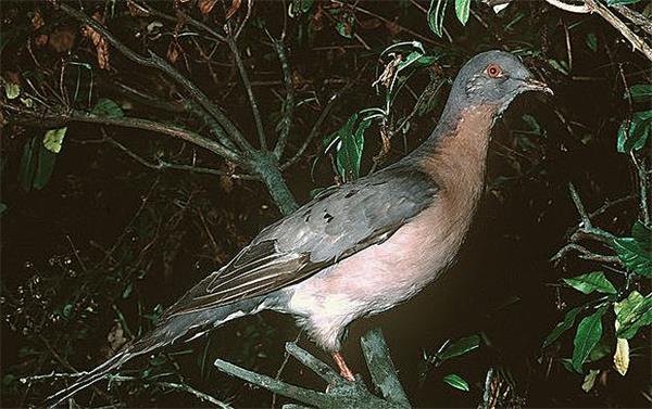 灭绝动物：北美旅鸽