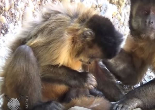 巴西卷尾猴会使用工具来挖鼻屎和清理牙垢