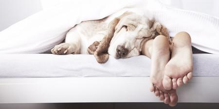 狗狗的睡姿代表着狗狗的心情