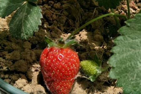 大棚草莓种植技术与管理方法