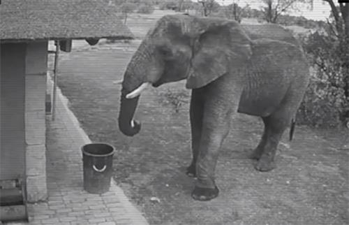 大象捡垃圾扔垃圾桶引热议
