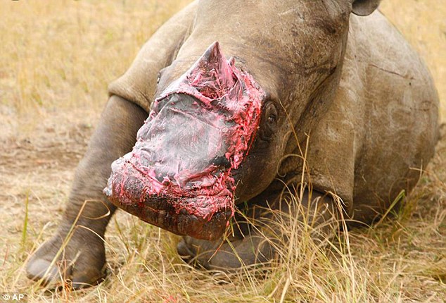 南非犀牛移植大象皮疗伤
