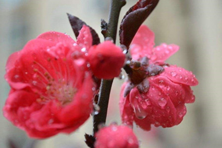 红梅花的养殖方法和注意事项