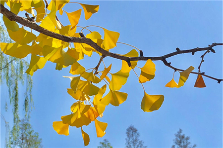 银杏施肥时间和方法，冬季银杏树用什么肥料
