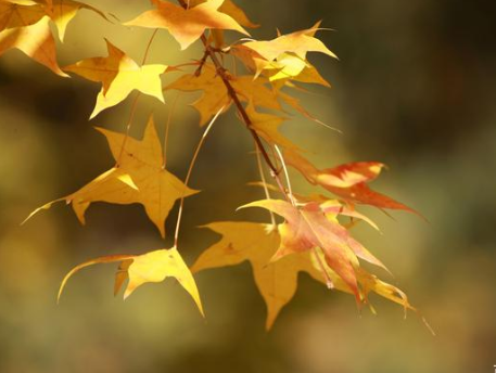 盘点十首描写秋季的诗作，诗人笔下的秋天有多美？