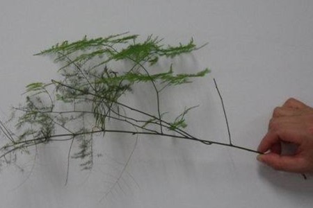 文竹的生根方法
