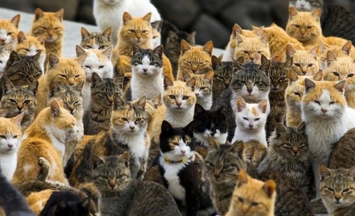 日本猫岛：喵星人的生活幸福吗？