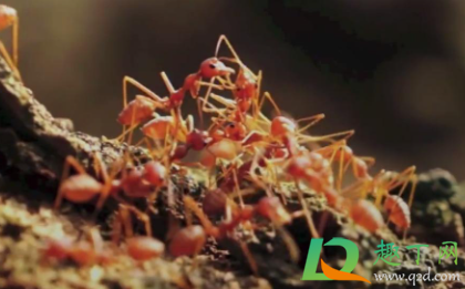 红火蚁怎么咬人的-红火蚁为什么会咬人
