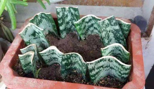 虎皮兰不用买，摘片“叶子”插土里，30天长出绿盆栽！