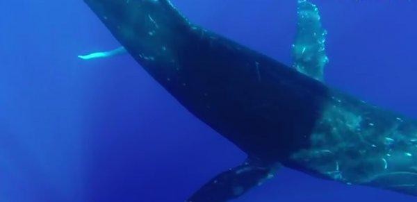 生物学家们观测鲸鱼时拍到座头鲸的阴茎