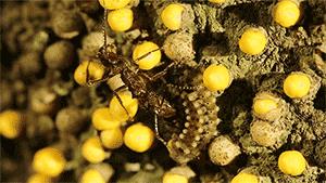 科学家发现丛林蝴蝶、蚂蚁和寄生植物的奇怪进化关系