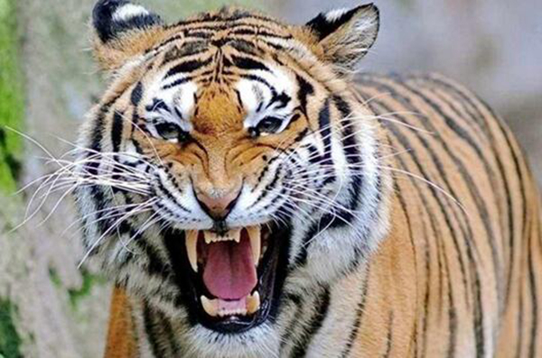 老虎也是有弱点的 老虎的天敌是什么动物