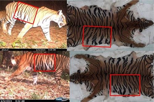 泰国HKK保护区带子母老虎被残忍猎杀剥皮