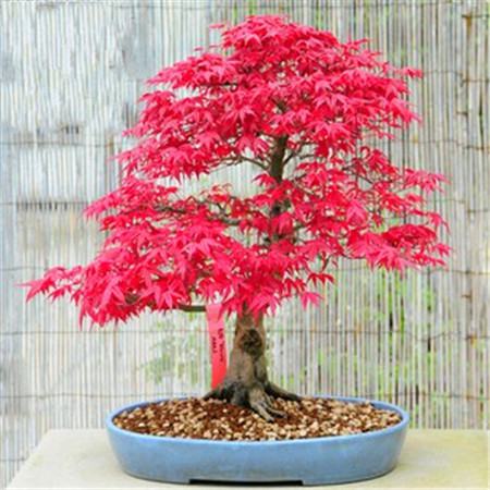 日本红枫盆景怎么养