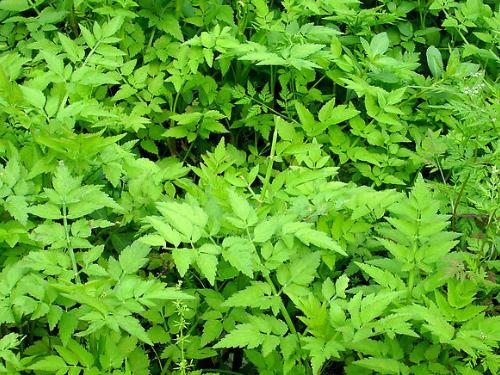 绿色植物吸收或降解土壤、地下水或大气中污染物
