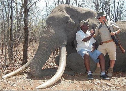 津巴布韦非洲象王被德国猎手猎杀 抗议！