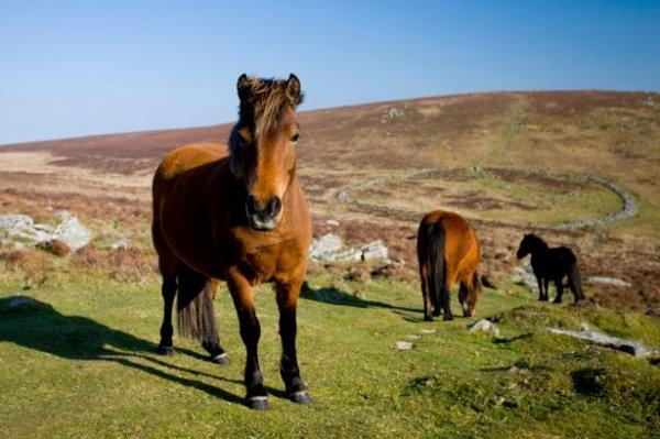 英国保护矮种马不灭绝的方法竟是开始吃马肉