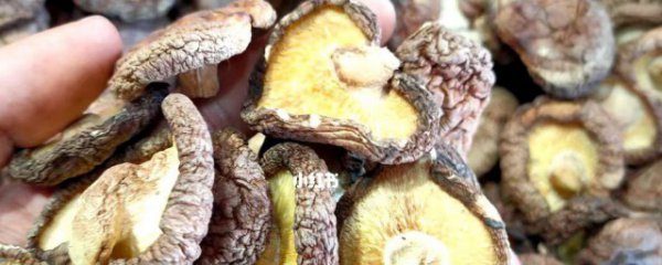 珍珠菇的功效有哪些呢 珍珠菇的作用有什么