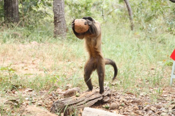 敲坚果的巴西长髯卷尾猴与人类的演化