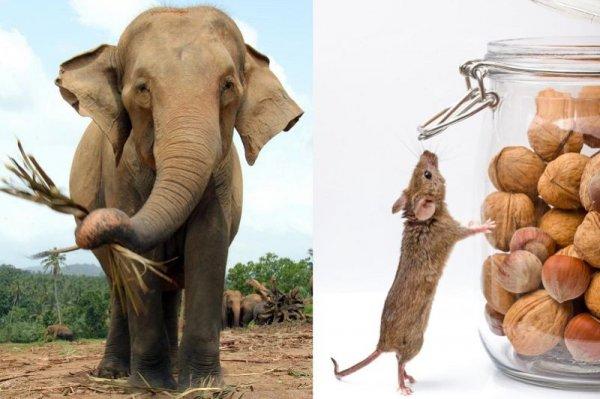 为什么老鼠的精子比大象的精子长？