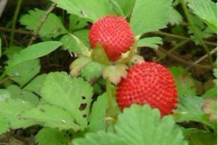 野草莓什么时候成熟