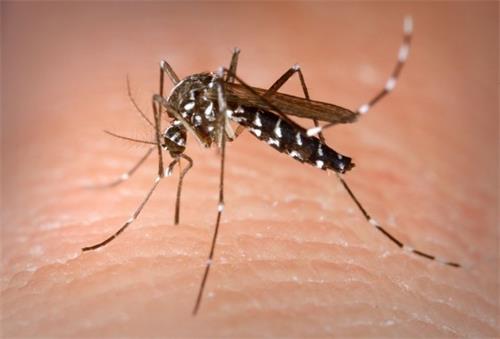 白线斑蚊的基因体显示它将成为世界级的害虫
