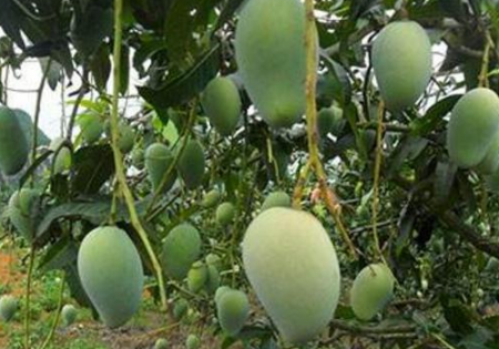 扁桃树果子能吃吗 扁桃树和芒果树的区别