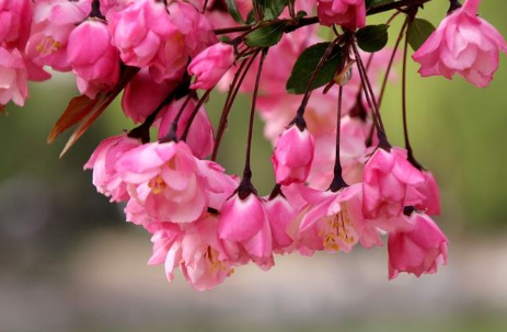 元代刘秉忠所作的《临江仙海棠》，写出海棠的肥美可爱与天真可掬