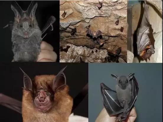 携带多种病毒自己却不“中毒”，蝙蝠是怎么做到的？