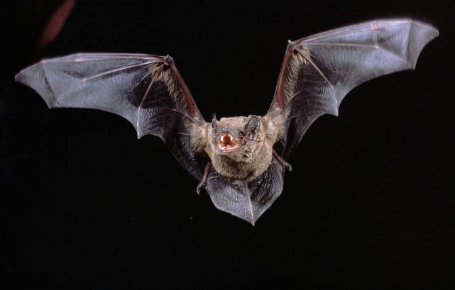 蝙蝠是飞行的毒库？然而，将蝙蝠灭绝并不科学