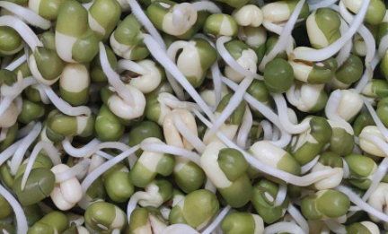 绿豆芽多久能炒熟-绿豆芽的食用价值