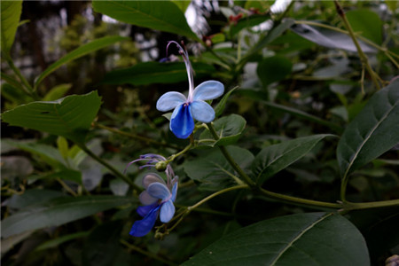 蓝蝴蝶的养殖方法和注意事项