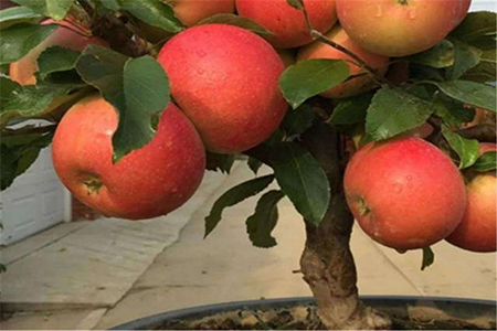 如何种植阳台苹果