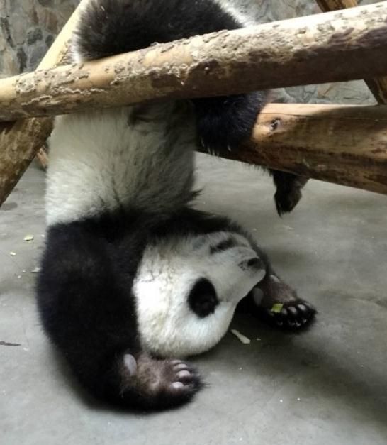 熊猫圆圆为吹空调假装怀孕，连动物都这么聪明了！