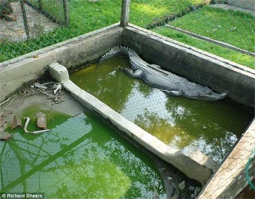 媒体揭露马来西亚地狱动物园 动物长期受虐待