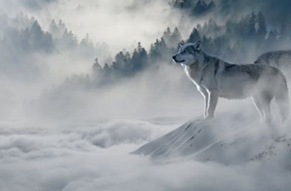 梦见“狼”有什么含义？都暗示了哪些心理？