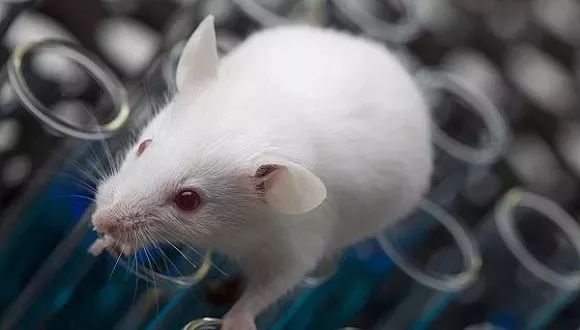 科学研究一定要用动物做实验吗？有哪些替代方法