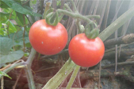 番茄如何保存方法，番茄保存几天
