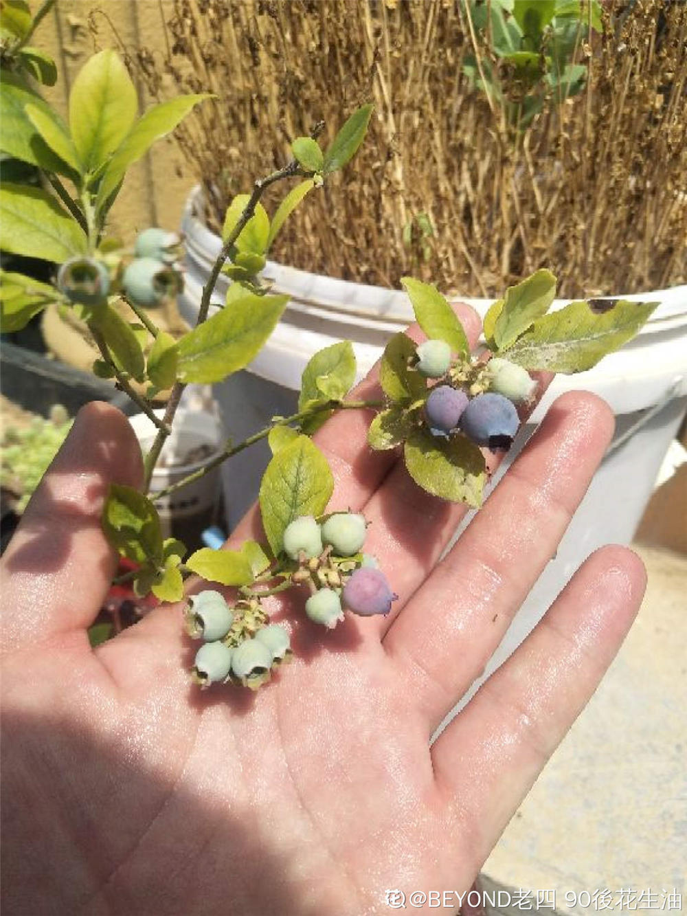 蓝莓树苗怎么种植