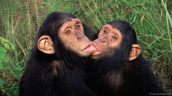 人类与黑猩猩的差别和相似