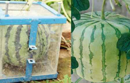 方形西瓜是怎么种植的 方形西瓜只需一个模具即可