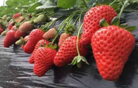 用草莓能种出草莓吗 草莓种子直接种可以吗