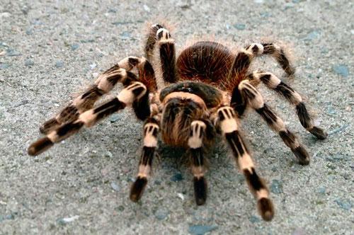 雄蜘蛛会偷学情敌抖腿吸引雌性交配