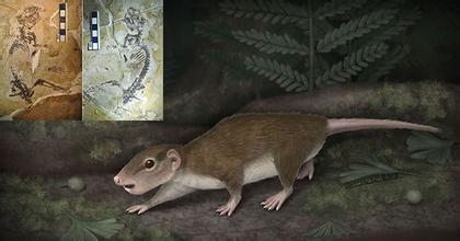 Haramiyid的化石阐明了早期哺乳动物的进化