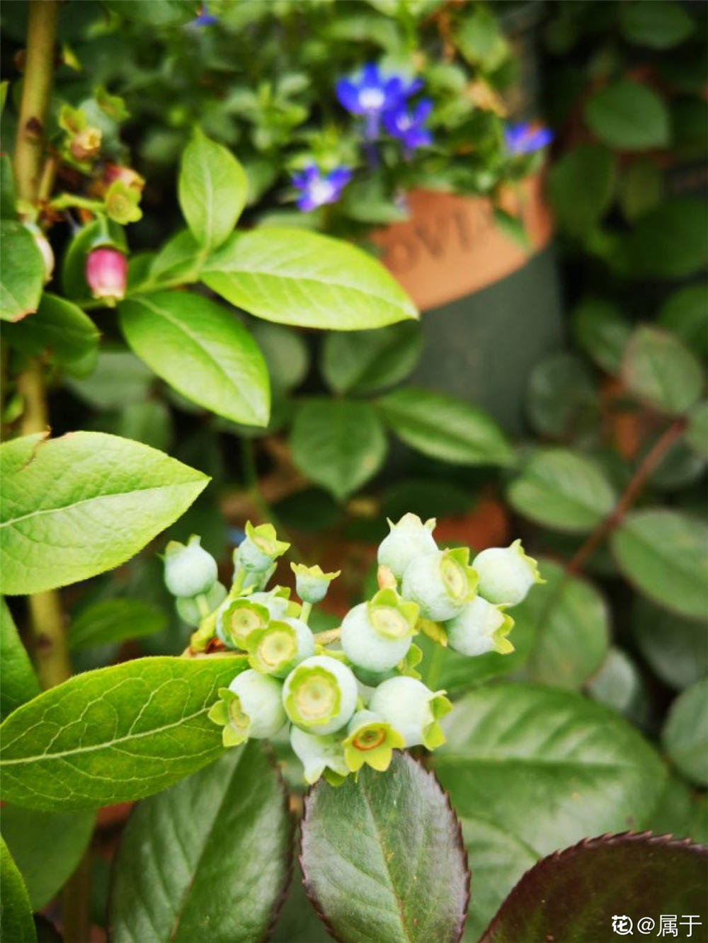 阳台盆栽蓝莓的养殖方法