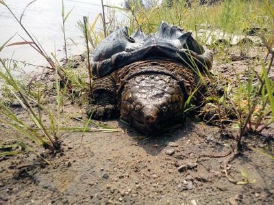 俄河畔现大鳄龟 被称乌龟中的恐龙