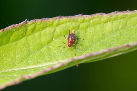 春天盆栽怎么预防蚜虫