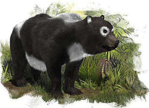 大熊猫为何算肉食性动物？