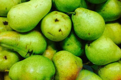 吃梨子对身体好吗？梨子功效作用有哪些？