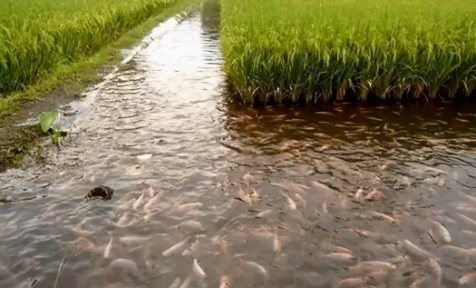 稻田养什么鱼最好养-稻田养鱼一亩能养多少鱼